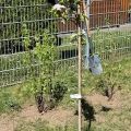 Garten 8